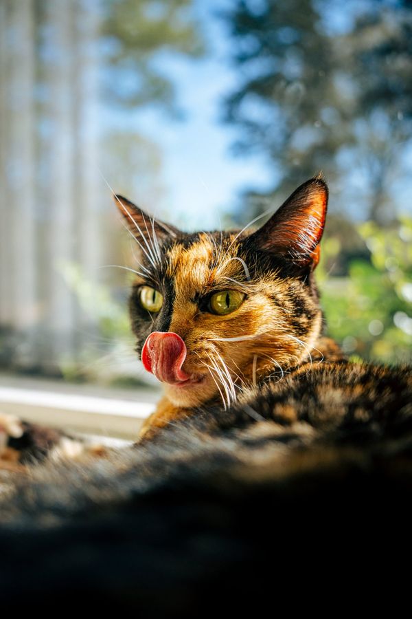 Cat with tongue out close up