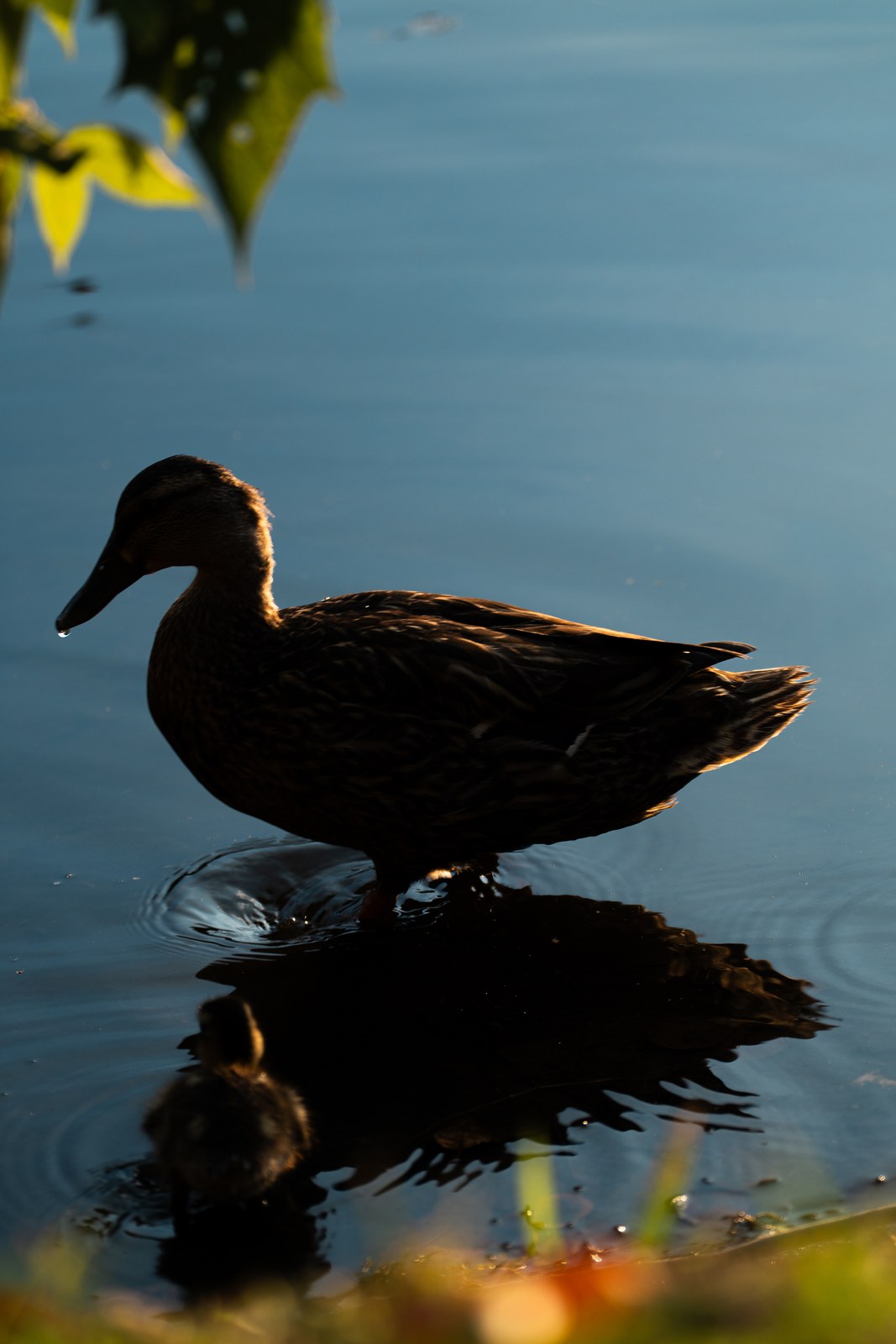 Duck silhouette reflected in still water at sunset