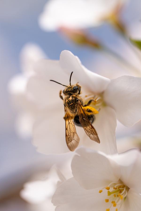 Bee on white blossom macro