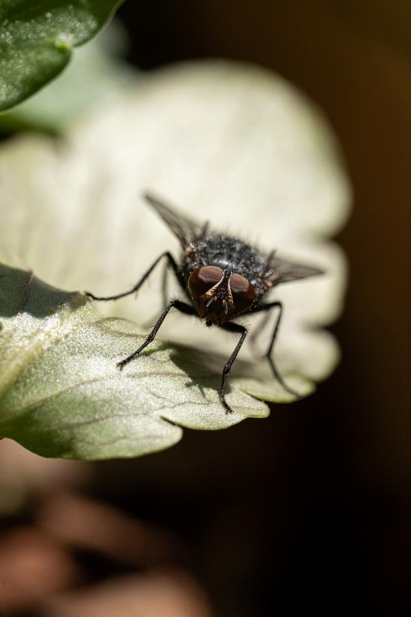 House fly on leaf macro photography