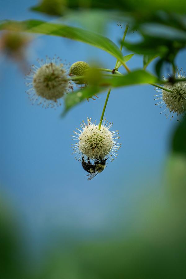 Bumblebee hanging from buttonbush flower