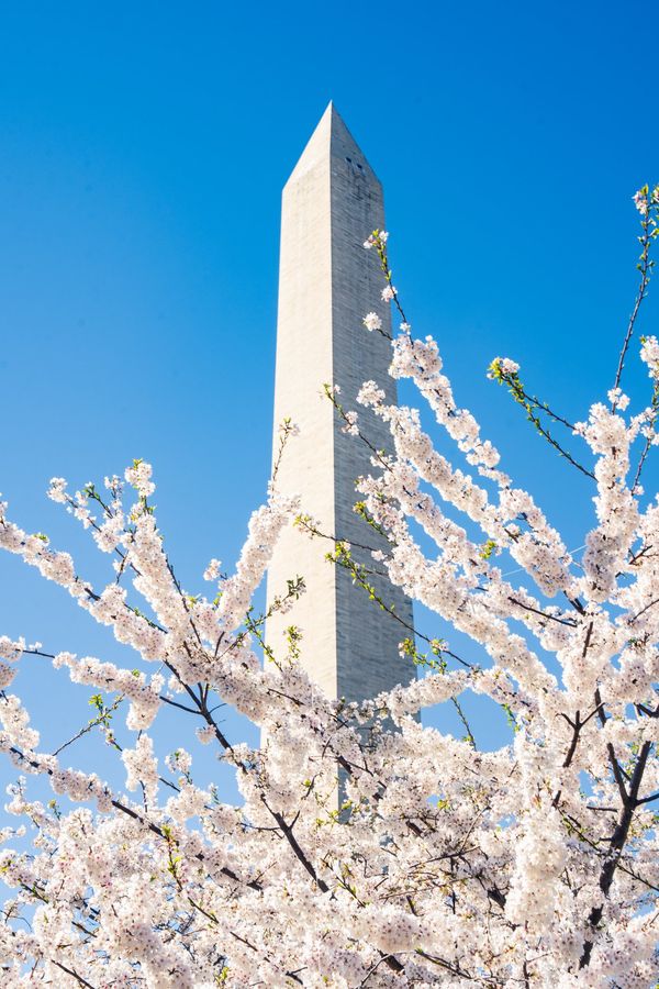 Cherry blossoms with Washington Monument